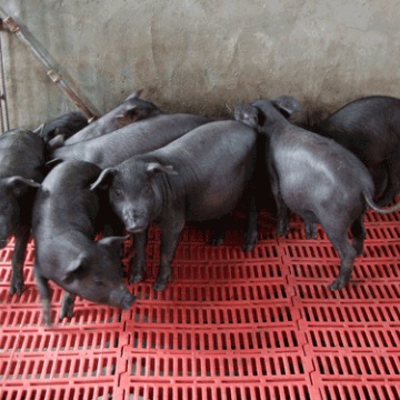 原种苏太母猪 母猪图片 规模种猪繁殖场 纯种太湖母猪 瘦肉型母猪 高产母猪1