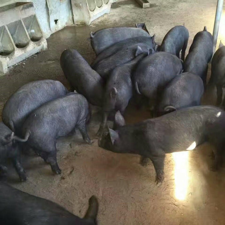 黑色仔猪报价 北京黑公猪价格 大型黑猪繁殖场 生态黑猪 纯种散养黑猪7