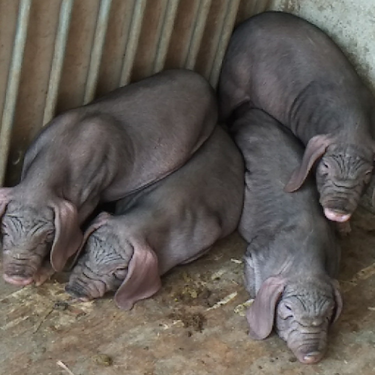 江苏大梅山母猪 品种母猪 大型种猪场 高产母猪 纯种梅山母猪简介 规模养猪场1