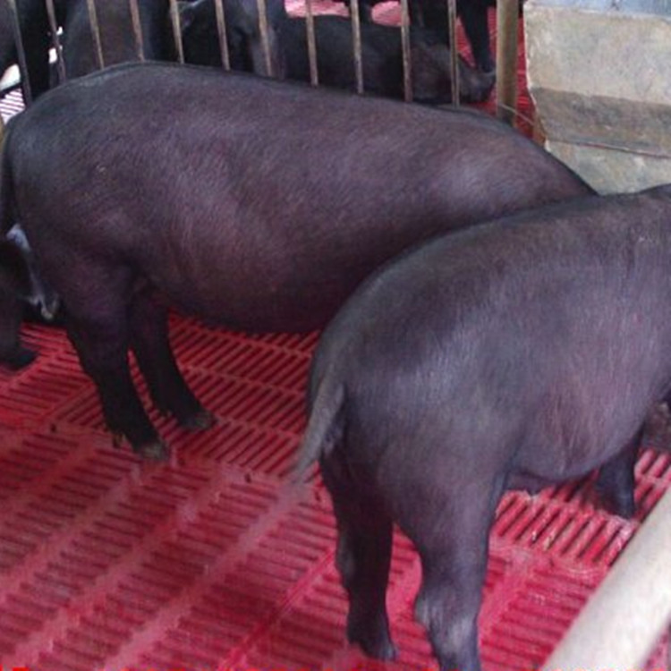 梅山母猪 供应云南各地种猪场高产仔率母猪品种 纯种太湖母猪 二花脸母猪价格3