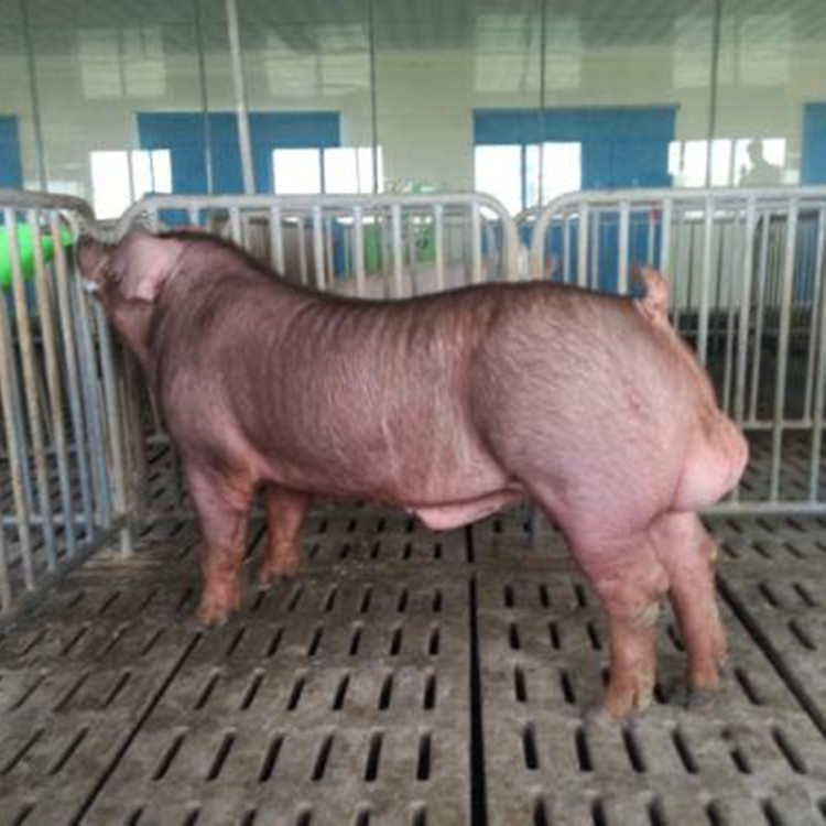 正规良种猪繁殖场 杜洛克种猪 大型养猪场 活体种猪批发价格 一代种猪批发价格 台系种猪4