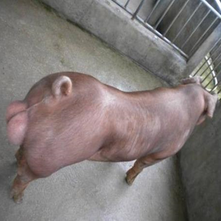 正规良种猪繁殖场 杜洛克种猪 大型养猪场 活体种猪批发价格 一代种猪批发价格 台系种猪2