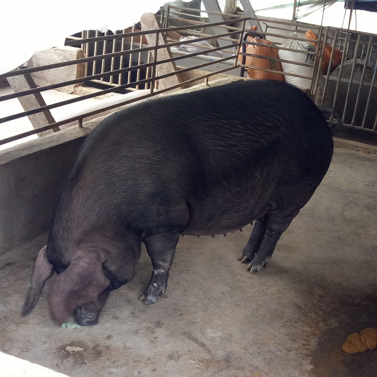 母猪品种 纯种母猪价格 梅山母猪图片 黑母猪 二花脸母猪3