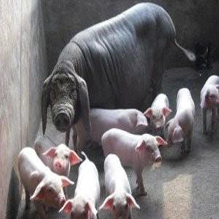 江苏大梅山母猪 品种母猪 大型种猪场 高产母猪 纯种梅山母猪简介 规模养猪场6