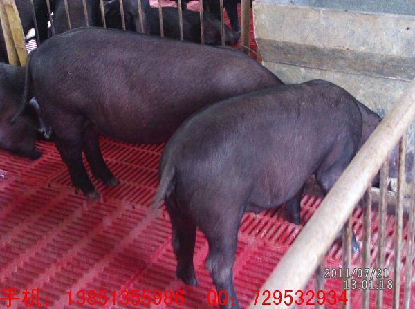 太湖小母猪 江苏大型种猪场苏太母猪繁殖基地 纯种高产母猪 苏太母猪2