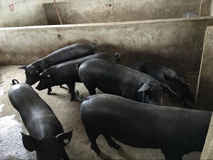 黑猪苗价格 安徽黑猪苗批发基地 黑猪 散养黑猪苗厂家 黑母猪5