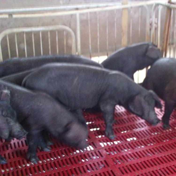梅山母猪 供应云南各地种猪场高产仔率母猪品种 纯种太湖母猪 二花脸母猪价格4