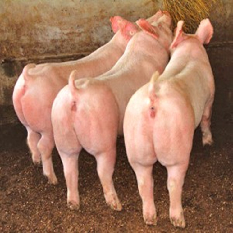 供应云南大理养猪场纯种母猪 一头起免费托运到家 二元母猪 大白母猪价格低 长白母猪2