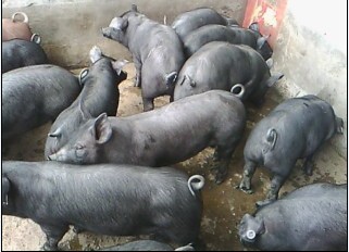 原种苏太母猪 母猪图片 规模种猪繁殖场 纯种太湖母猪 瘦肉型母猪 高产母猪2