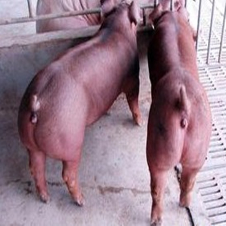 杜洛克公猪 杜洛克猪 杜洛克种猪 新美系种猪繁殖场 江苏大型种猪场杜洛克批发价格4
