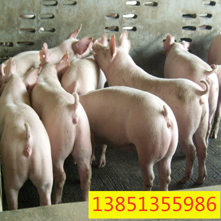 种猪价格 二元母猪销售场家 四川母猪行情 大白母猪培育基地 大型种猪繁殖场3