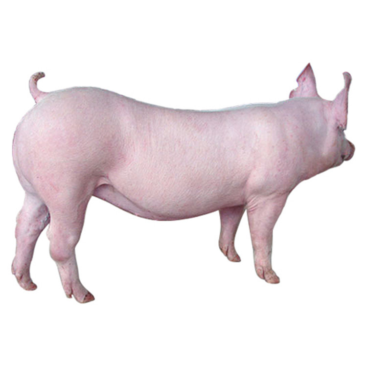 种猪价格 二元母猪销售场家 四川母猪行情 大白母猪培育基地 大型种猪繁殖场5
