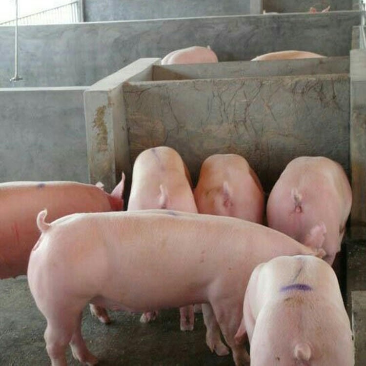 大白母猪市场价格 纯种母猪 二元杂母猪 改良品种母猪 供应南宁瘦肉型母猪品种 长白母猪