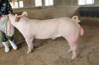 大白母猪市场价格 纯种母猪 二元杂母猪 改良品种母猪 供应南宁瘦肉型母猪品种 长白母猪1
