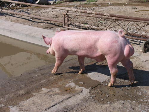 大白母猪市场价格 纯种母猪 二元杂母猪 改良品种母猪 供应南宁瘦肉型母猪品种 长白母猪2