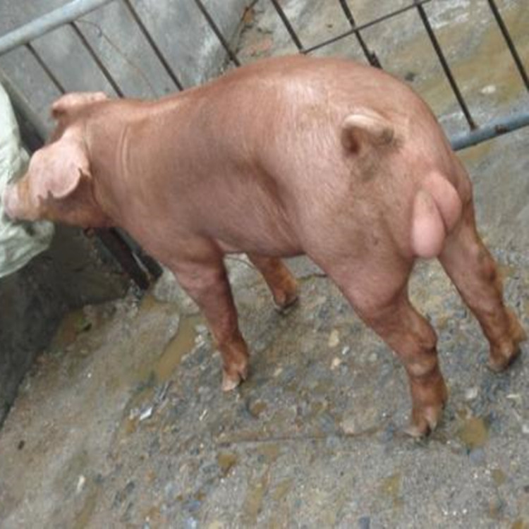 种猪价格 二元母猪销售场家 四川母猪行情 大白母猪培育基地 大型种猪繁殖场2
