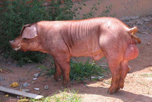 大白母猪市场价格 纯种母猪 二元杂母猪 改良品种母猪 供应南宁瘦肉型母猪品种 长白母猪4