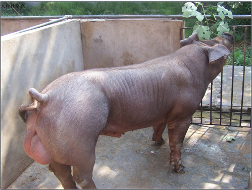 大白母猪市场价格 纯种母猪 二元杂母猪 改良品种母猪 供应南宁瘦肉型母猪品种 长白母猪3