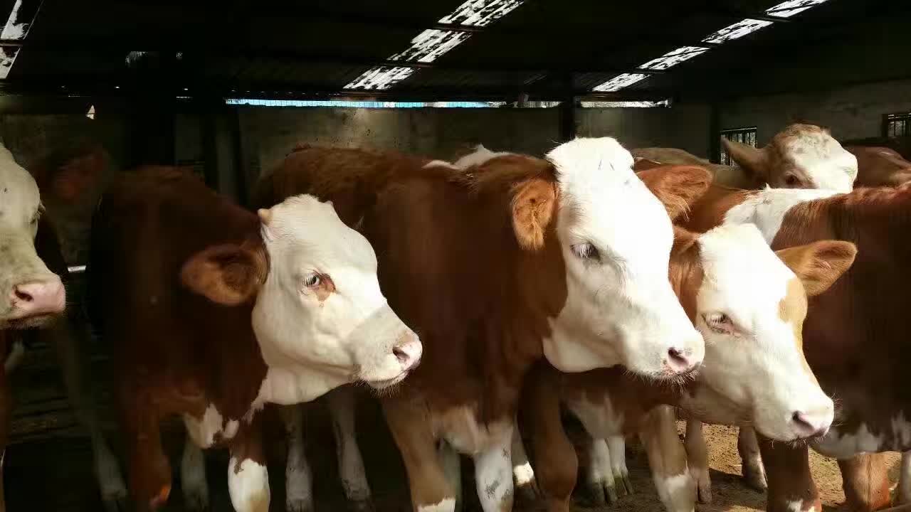欣旺达肉牛养殖场常年对外出售优良肉牛肉牛犊 利木赞牛 夏洛莱牛 西门塔尔牛 鲁西黄牛1
