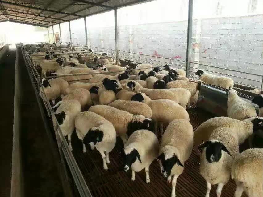 波尔山羊 欣旺达牧业常年对外出售肉羊肉羊苗 白山羊 利木赞羊 小尾寒羊6