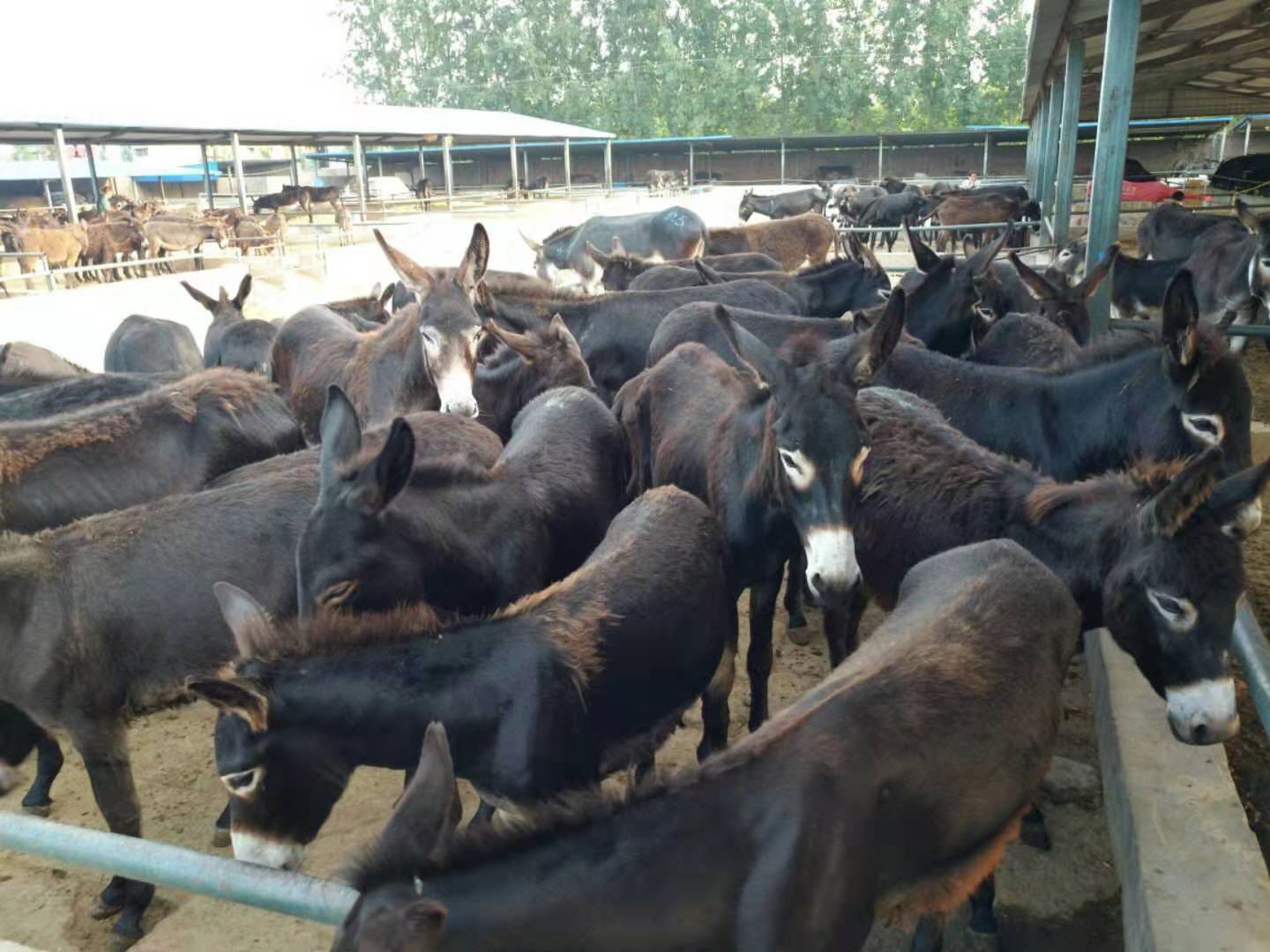 欣旺达养殖场常年对外出售优良肉驴肉驴苗 免费送货 三粉驴 乌头驴 改良肉驴 德州驴9