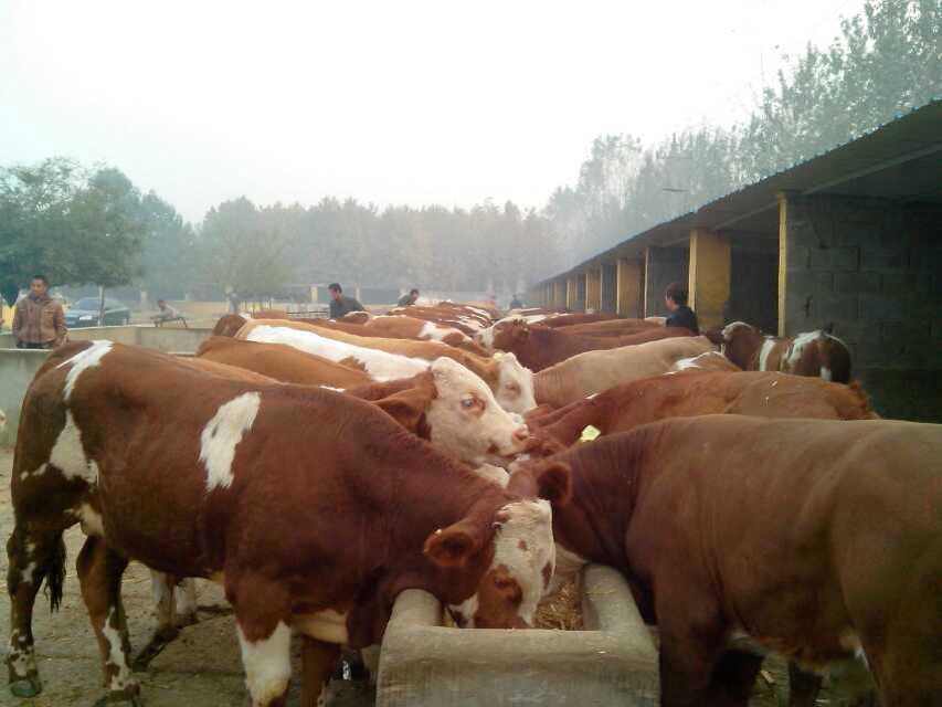 西门塔尔牛 利木赞牛 欣旺达肉牛养殖场常年对外出售优良肉牛肉牛犊 夏洛莱牛 鲁西黄牛4