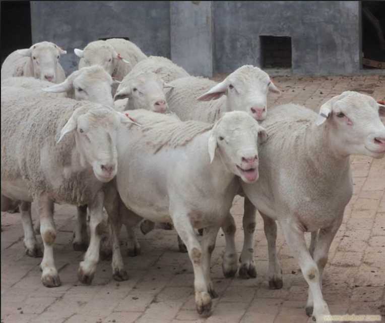 改良肉羊 欣旺达肉羊养殖场常年对外出售优良肉羊肉羊苗 小尾寒羊 杜泊绵羊 波尔山羊6