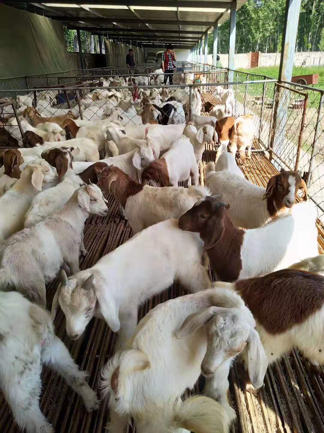 欣旺达肉羊养殖场常年对外出售改良肉羊肉羊苗 改良肉羊 波尔山羊 小尾寒羊 白山羊5