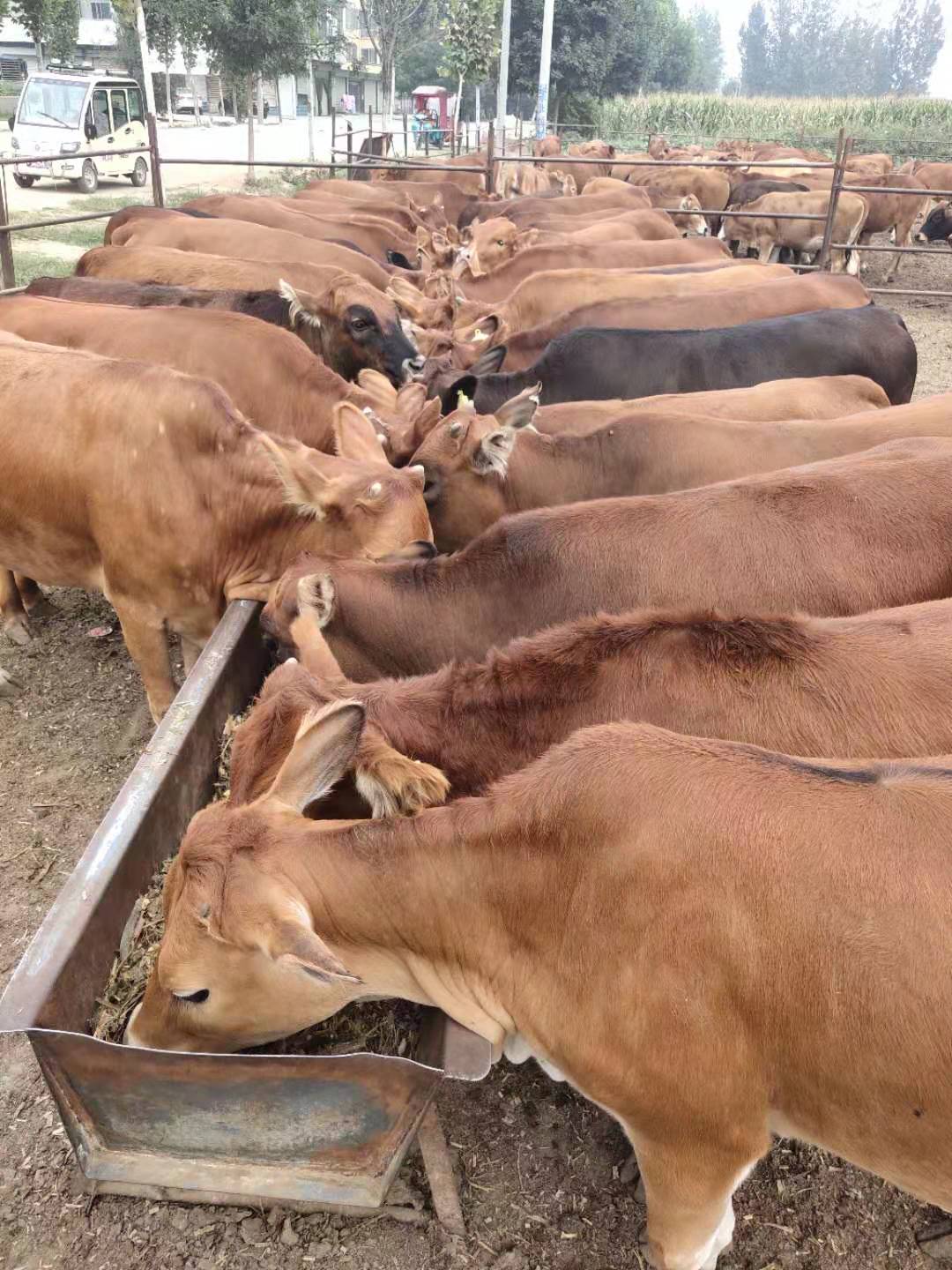 西门塔尔牛 利木赞牛 欣旺达肉牛养殖场常年对外出售优良肉牛肉牛犊 夏洛莱牛 鲁西黄牛8