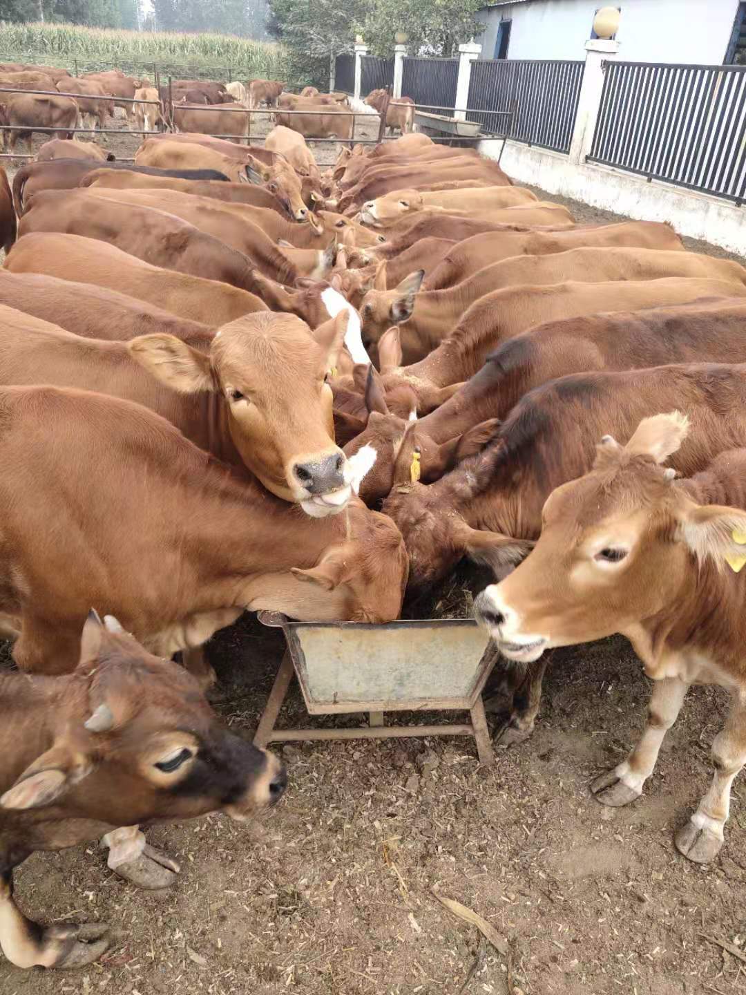 西门塔尔牛 利木赞牛 欣旺达肉牛养殖场常年对外出售优良肉牛肉牛犊 夏洛莱牛 鲁西黄牛7