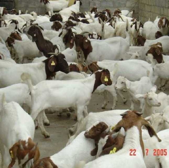 波尔山羊 欣旺达牧业常年对外出售肉羊肉羊苗 白山羊 利木赞羊 小尾寒羊9