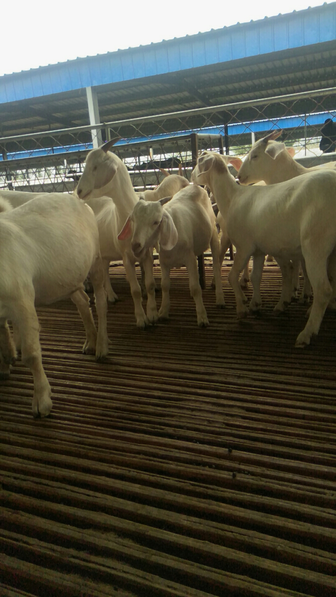 波尔山羊 小尾寒羊 利木赞羊 白山羊 改良肉羊 欣旺达肉羊养殖场常年对外出售优良肉羊肉羊苗5