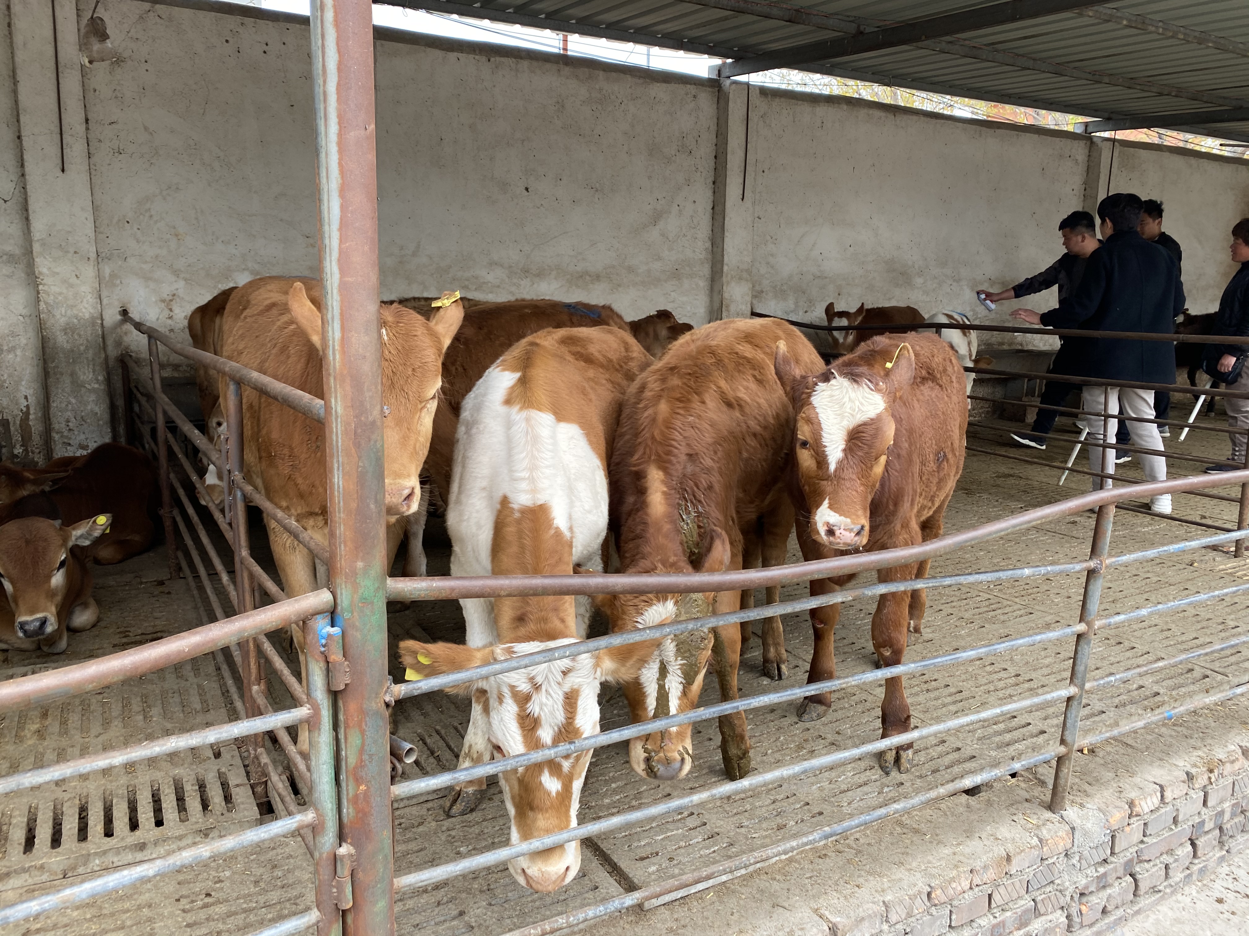 西门塔尔牛 欣旺达肉牛养殖场常年对外出售优良肉牛肉牛犊 鲁西黄牛 利木赞牛 价格优惠 夏洛莱牛7