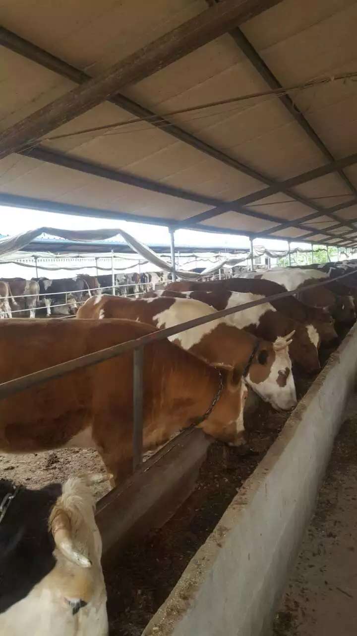 免费送货 鲁西黄牛 西门塔尔牛 欣旺达肉牛养殖场常年对外出售优良肉牛肉牛犊 利木赞牛 夏洛莱牛6