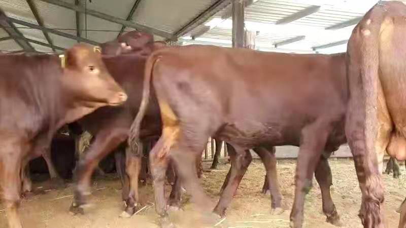 欣旺达肉牛养殖场常年对外出售优良肉牛肉牛犊 利木赞牛 夏洛莱牛 西门塔尔牛 鲁西黄牛9