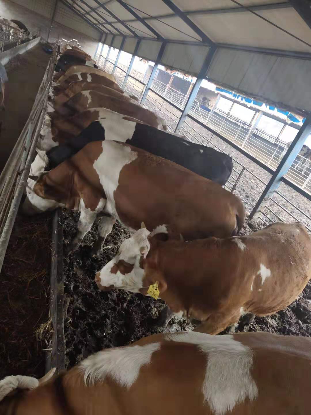 西门塔尔牛 利木赞牛 欣旺达肉牛养殖场常年对外出售优良肉牛肉牛犊 夏洛莱牛 鲁西黄牛2