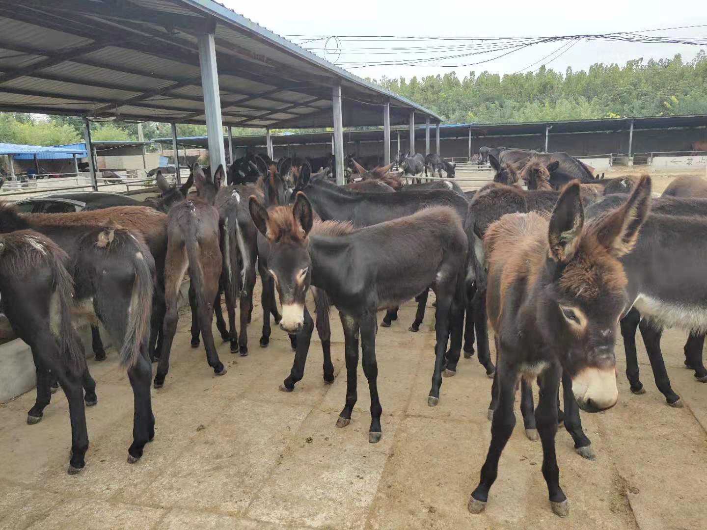 关中驴 德州驴 肉驴苗 乌头驴 免费送货 欣旺达养殖场常年对外出售优良肉驴 三粉驴6