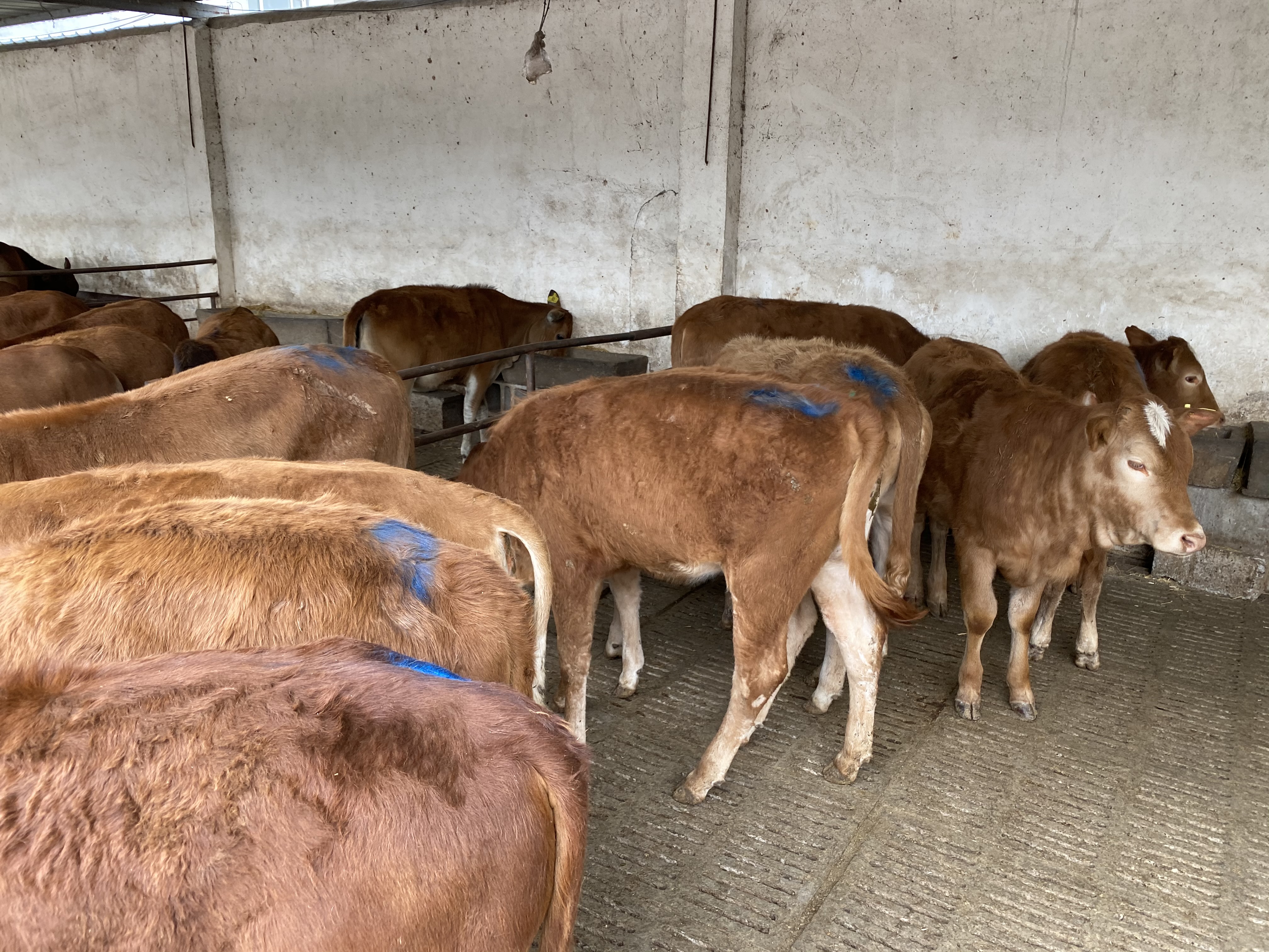西门塔尔牛 欣旺达肉牛养殖场常年对外出售优良肉牛肉牛犊 鲁西黄牛 利木赞牛 价格优惠 夏洛莱牛6