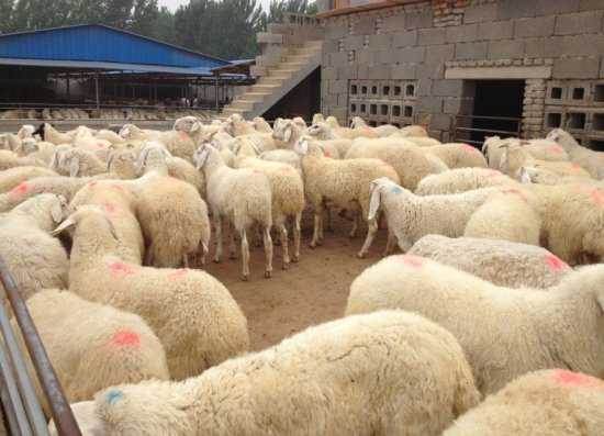 波尔山羊 小尾寒羊 利木赞羊 欣旺达牧业常年对外出售优良肉羊肉羊苗 白山羊2