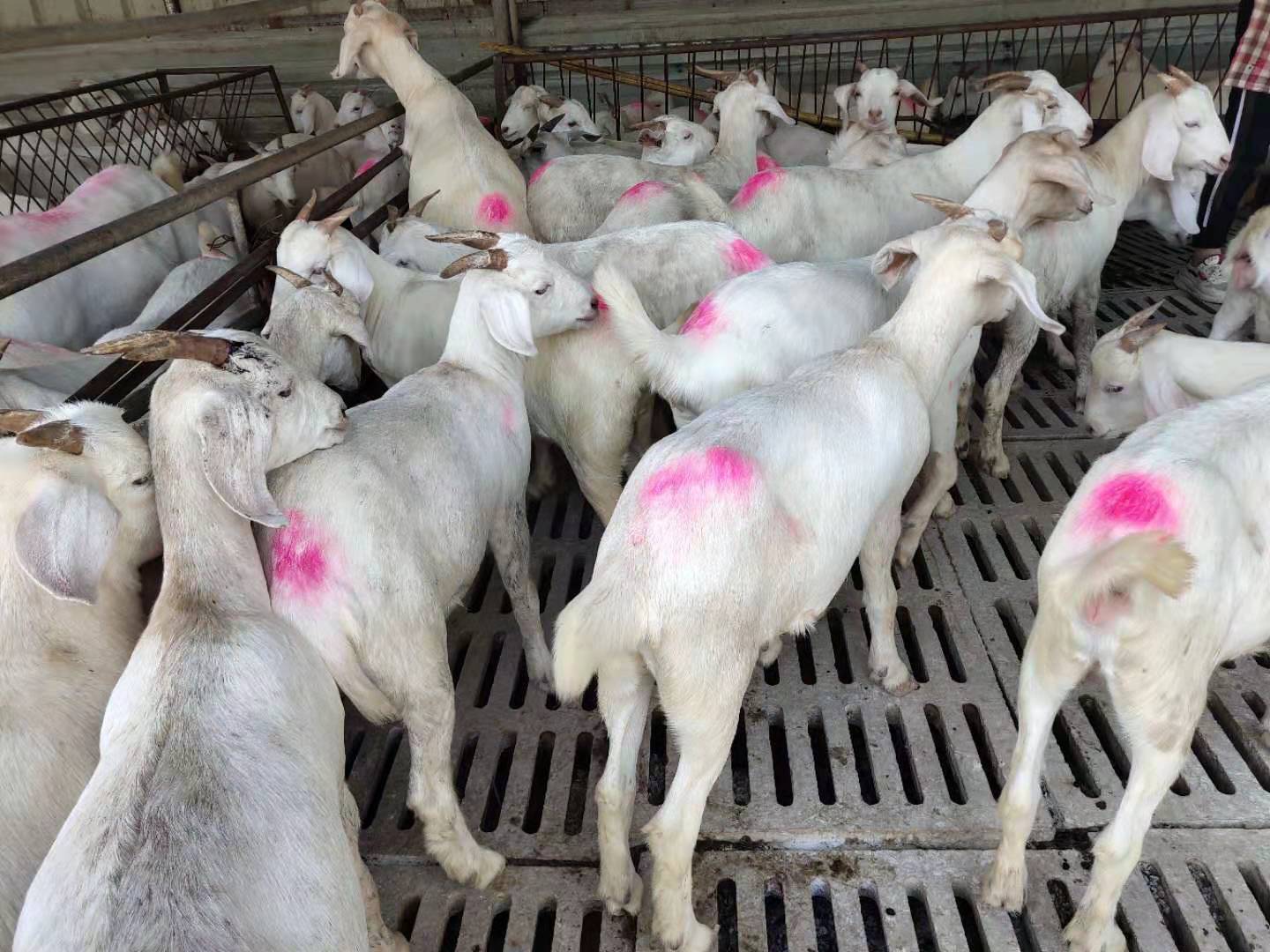 欣旺达肉羊养殖场常年对外出售改良肉羊肉羊苗 改良肉羊 波尔山羊 小尾寒羊 白山羊7