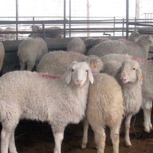 波尔山羊 小尾寒羊 利木赞羊 白山羊 改良肉羊 欣旺达肉羊养殖场常年对外出售优良肉羊肉羊苗7