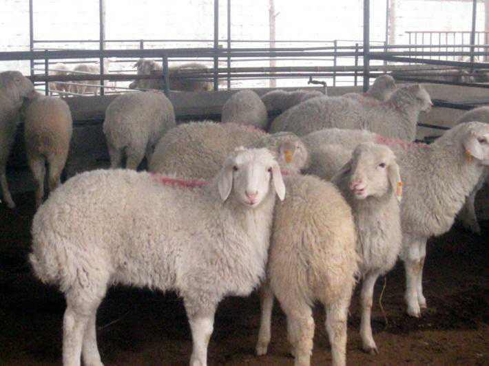 波尔山羊 小尾寒羊 利木赞羊 白山羊 改良肉羊 欣旺达肉羊养殖场常年对外出售优良肉羊肉羊苗2