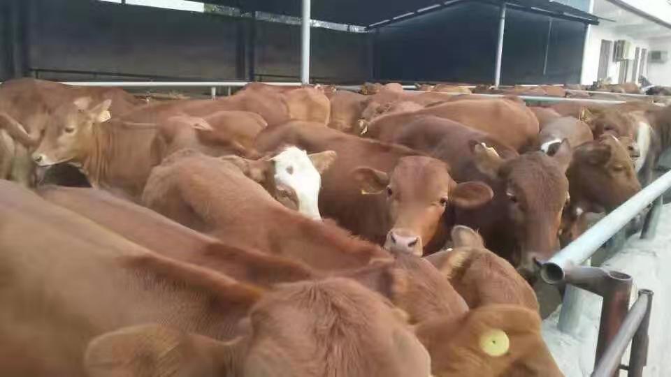西门塔尔牛 利木赞牛 欣旺达肉牛养殖场常年对外出售优良肉牛肉牛犊 夏洛莱牛 鲁西黄牛6