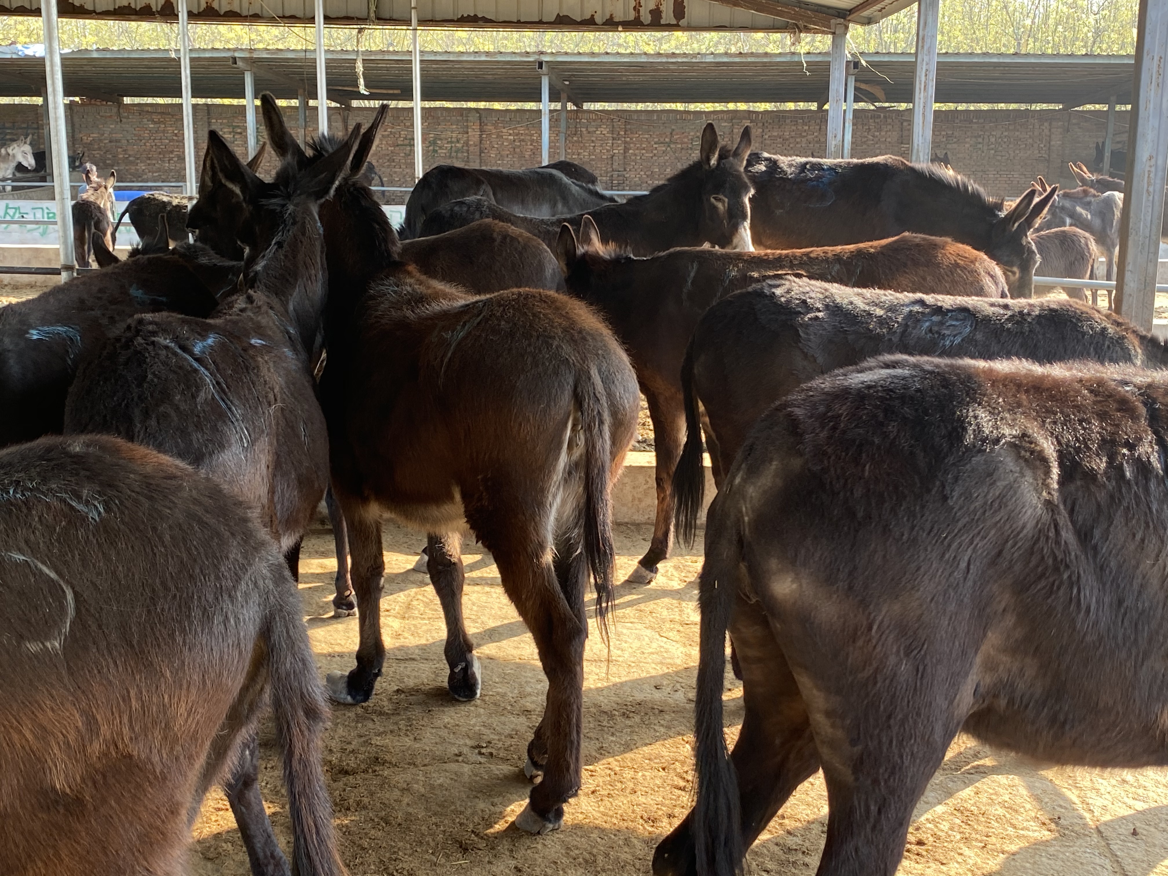 改良肉驴 德州驴 欣旺达养殖场常年对外出售优良肉驴肉驴苗 乌头驴 三粉驴2