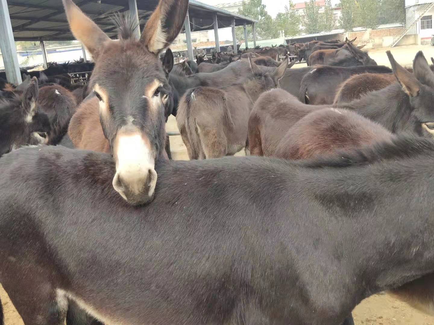 三粉驴 肉驴苗 乌头驴 欣旺达养殖场全国范围出售优良肉驴 德州驴6