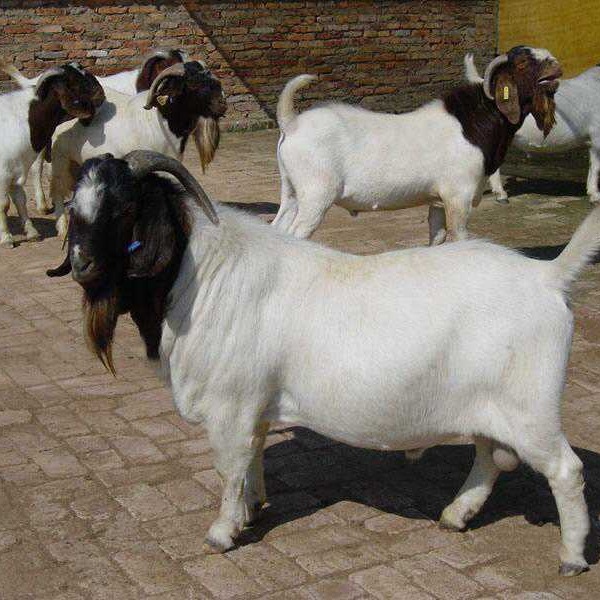 波尔山羊 小尾寒羊 利木赞羊 欣旺达牧业常年对外出售优良肉羊肉羊苗 白山羊8