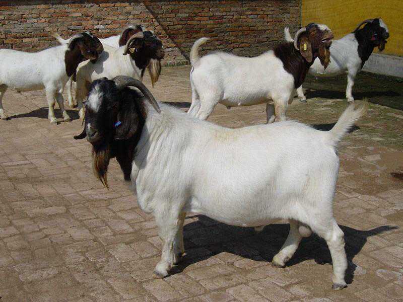 波尔山羊 欣旺达牧业常年对外出售肉羊肉羊苗 白山羊 利木赞羊 小尾寒羊1