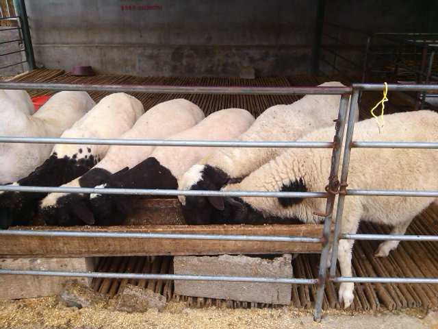 改良肉羊 欣旺达肉羊养殖场常年对外出售优良肉羊肉羊苗 小尾寒羊 杜泊绵羊 波尔山羊5