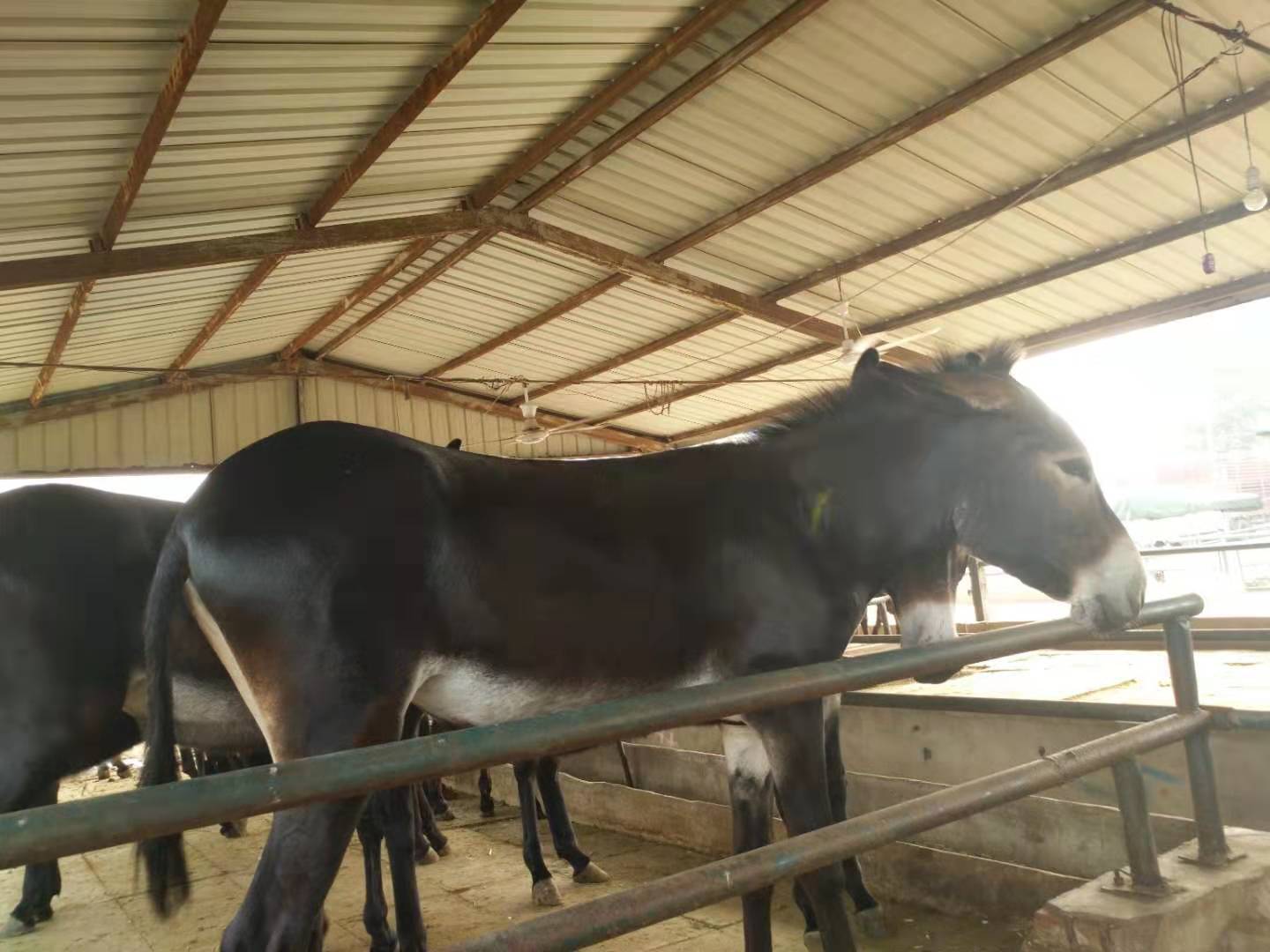欣旺达养殖场常年对外出售优良肉驴肉驴苗 免费送货 三粉驴 乌头驴 改良肉驴 德州驴3