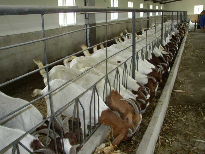 欣旺达肉羊养殖场常年对外出售改良肉羊肉羊苗 改良肉羊 波尔山羊 小尾寒羊 白山羊1